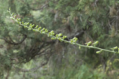 Delphinium biternatum
