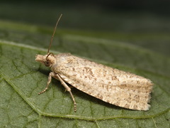 Epiblema grandaevana