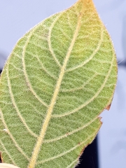 Combretum hereroense