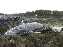 Cryptolepas rhachianecti