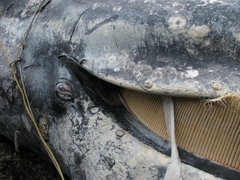 Cryptolepas rhachianecti