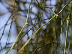 Viscum angulatum
