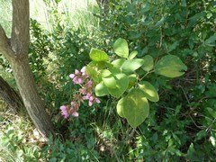 Pseudarthria hookeri