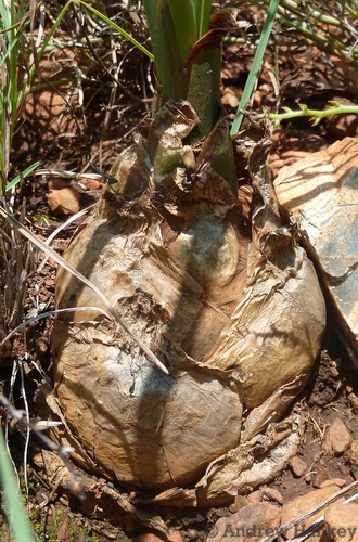 Drimia delagoensis