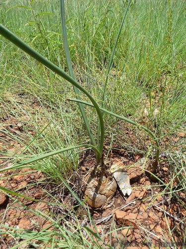 Drimia delagoensis