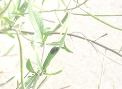 Colaphellus apicalis