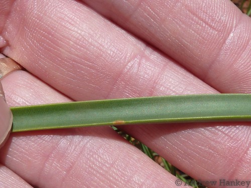 Drimia delagoensis