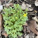 Harvey's Buttercup - Photo (c) Cheryl Hall, some rights reserved (CC BY-NC), uploaded by Cheryl Hall