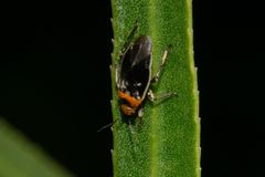 Aspidobothrys ruficeps