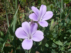 Barleria wilmsiana