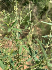 Crotalaria sphaerocarpa sphaerocarpa