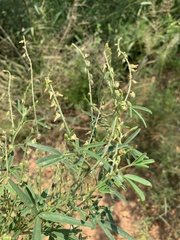 Crotalaria sphaerocarpa sphaerocarpa