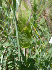 Barleria wilmsiana