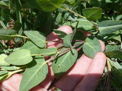 Barleria wilmsiana