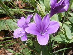 Barleria wilmsiana