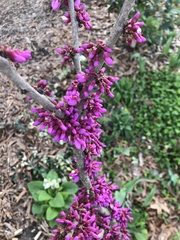 Cercis chinensis