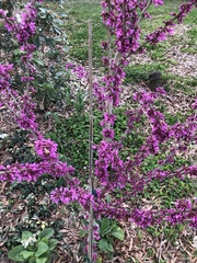 Cercis chinensis