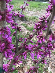 Cercis chinensis