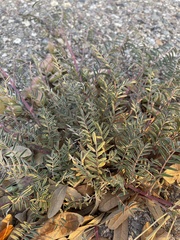 Astragalus allochrous