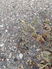 Astragalus allochrous
