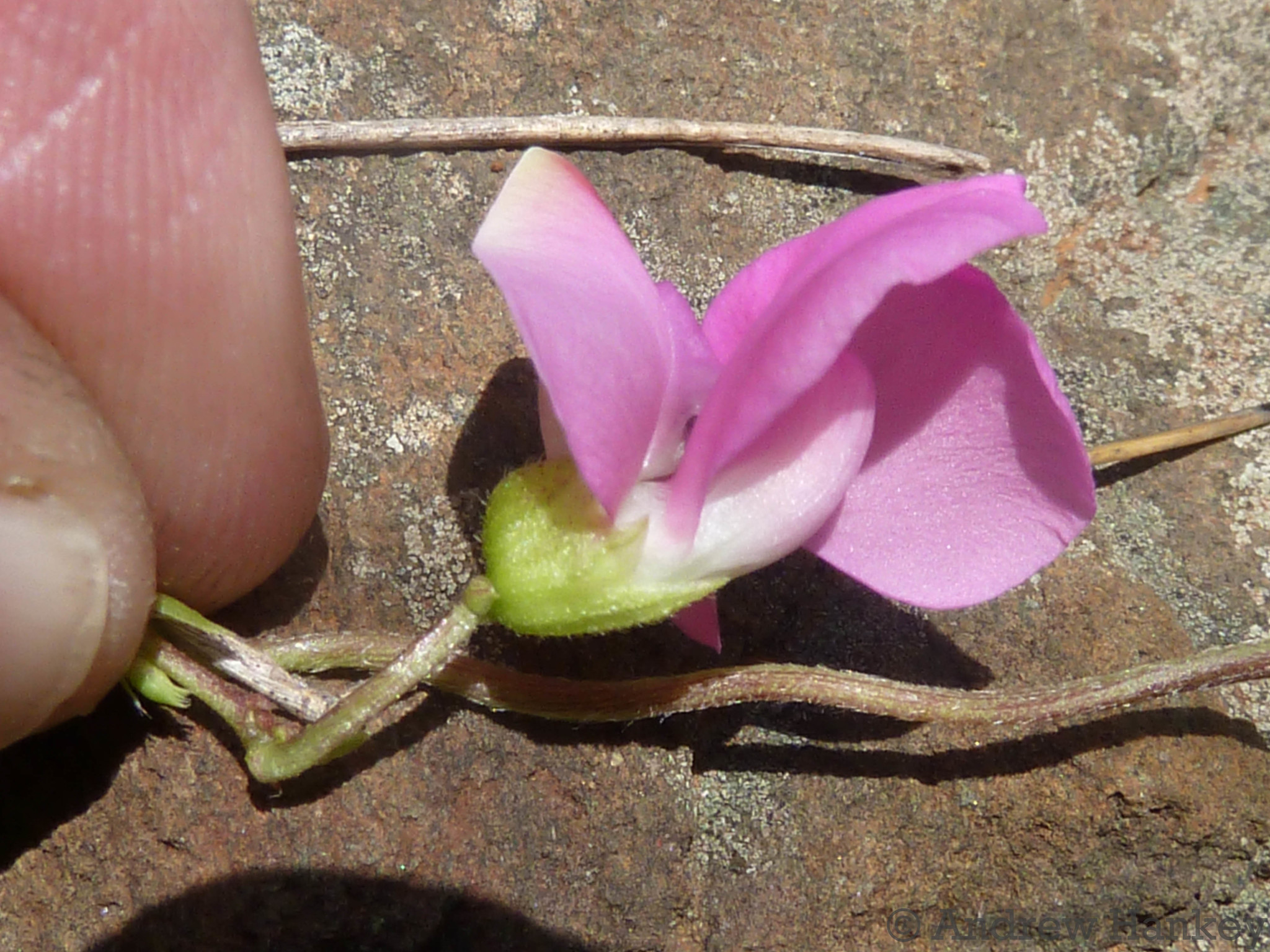 Dolichos sericeus