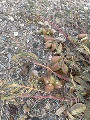 Astragalus allochrous
