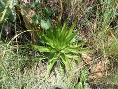 Crassula acinaciformis