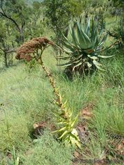 Crassula acinaciformis