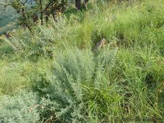 Indigofera tristoides