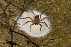 Siamspinops formosensis