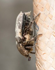 Protaetia aurichalcea