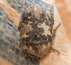 Protaetia aurichalcea