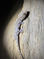 Pachydactylus kladaroderma