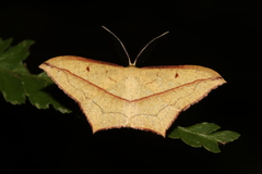 Timandra convectaria