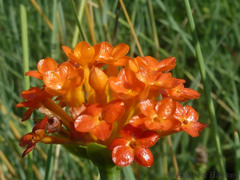 Lasiosiphon rubescens