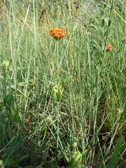 Lasiosiphon rubescens