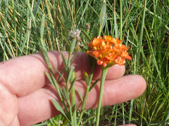 Lasiosiphon rubescens