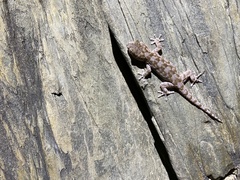 Pachydactylus kladaroderma