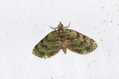 Chloroclystis neoconversa