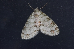 Trichopterigia consobrinaria