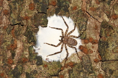 Siamspinops formosensis