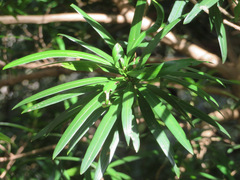 Podocarpus macrophyllus