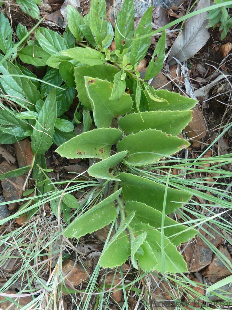 Cyphostemma humile, Gert Sibande, Mpumalanga, South Africa