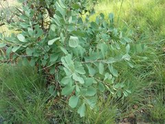 Gymnosporia glaucophylla