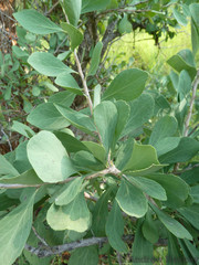 Gymnosporia glaucophylla