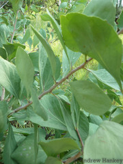 Gymnosporia glaucophylla