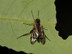 Athericidae