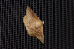 Canaea ryukyuensis