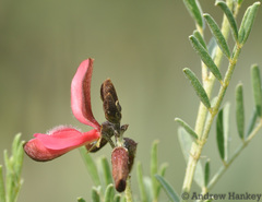 Indigofera tristoides