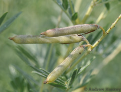 Indigofera tristoides